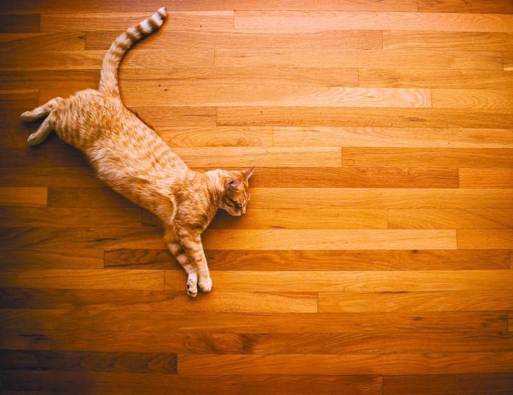 Pet Friendly Home Cat Timber Floor